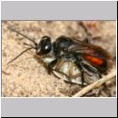 Astata boops - Wanzengrabwespe 17b 11mm beim Nesteintrag am Steilhang mit Wanze.jpg